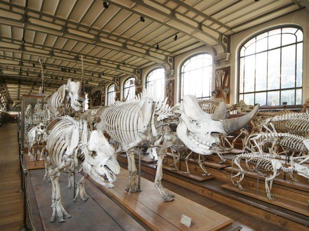Musée dinosaure en France à Paris